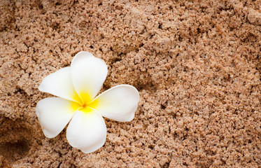 plumeria on soft sand