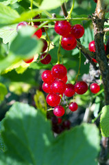 Red currants  berries