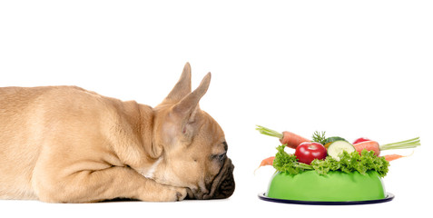 Hund mit Fressnapf voll Gemüse