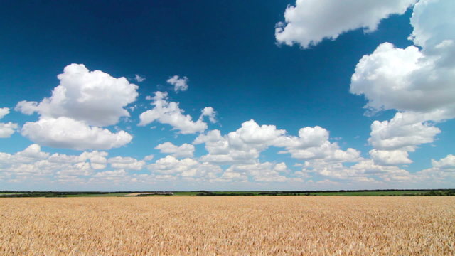 ears of wheat and cloudy sky