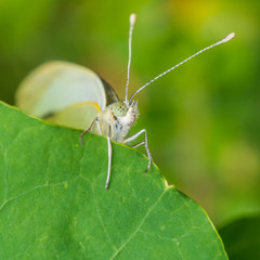 Obraz premium Large White