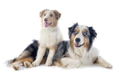 Fototapeta premium australian shepherds