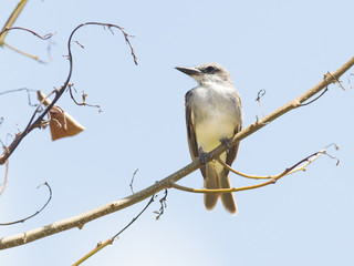 Fototapeta premium Grey Kingbird (Tyrannus dominicensis)
