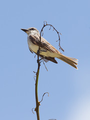 Obraz na płótnie Canvas Grey Kingbird (Tyrannus dominicensis)