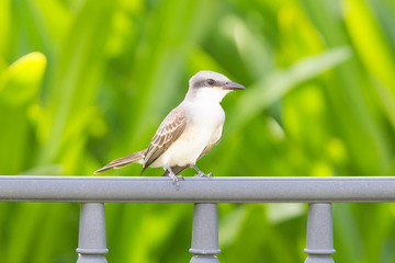 Grey Kingbird (Tyrannus dominicensis)