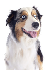 australian shepherd