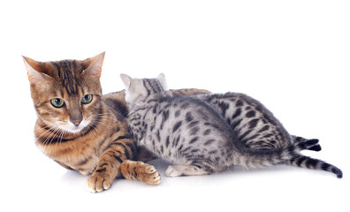 bengal cat and kitten