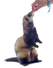 feeding ferret