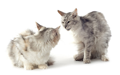 maine coon cats