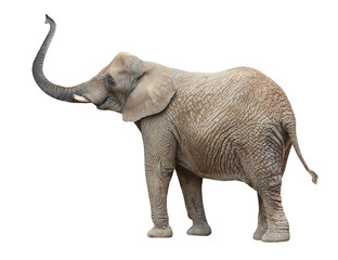 Éléphant d& 39 Afrique (Loxodonta africana) femelle.