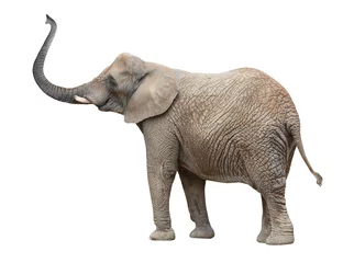 Foto op Plexiglas anti-reflex Afrikaanse olifant (Loxodonta africana) vrouwtje. © Kletr
