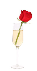 Red rose in glass of champagne