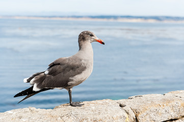 A grey and white seagull in front of the sea
