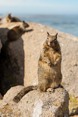 The squirrel on the rock