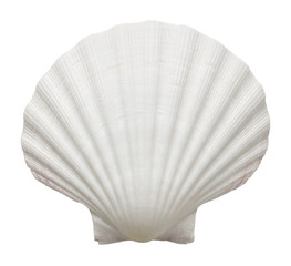 Close up of ocean shell isolated on white background - obrazy, fototapety, plakaty