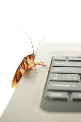 Cockroach climbing on keyboard to present computer attacked