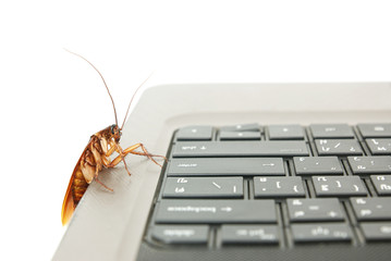 Cockroach climbing on keyboard to present computer attacked