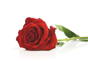 single red rose, isolated on white background