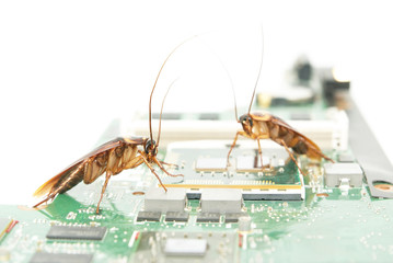 Cockroaches climbing on circuit board ,computer attacked