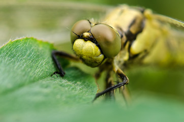Dragonfly on a leaf