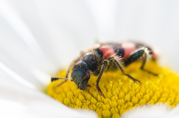 Little bug on chrysanthemum