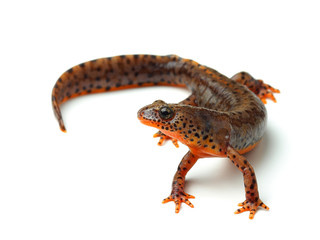 Carpathian newt (Lissotriton montandoni) on white