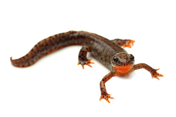 Carpathian newt (Lissotriton montandoni) on white