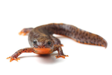 Carpathian newt (Lissotriton montandoni) on white