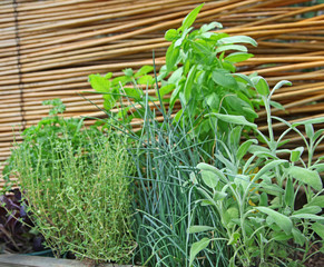 herbes aromatiques