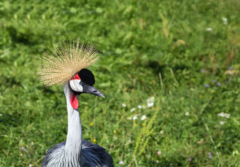 Black Crowned Crane