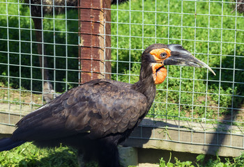 Southern Ground Hornbill