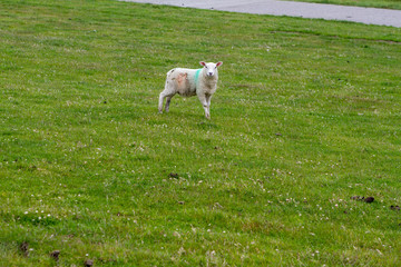 Obraz premium Deich 1246