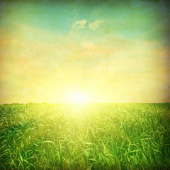 Fototapeta na wymiar Green grass field at sunset. Grunge style photo.