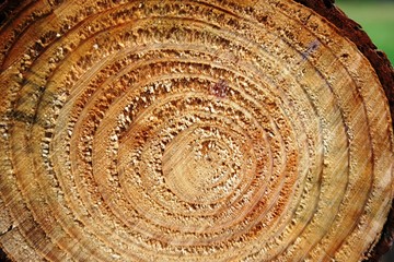 Fototapeta premium wood texture