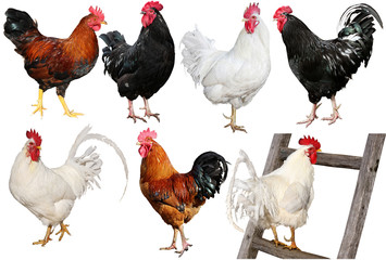 Set of  chicken isolated on white.