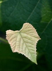 leaf