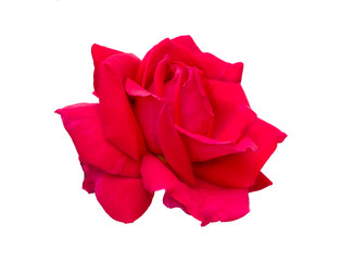 red rose is on a white background