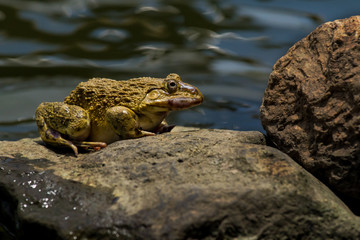 Frog on the rock