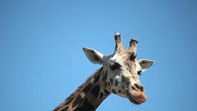 Closeup portrait of a giraffe against blue sky