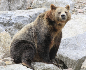 Grizzly Bear