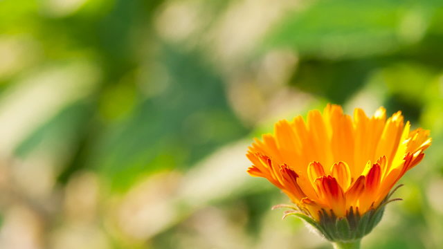 Closeup of calendula flower