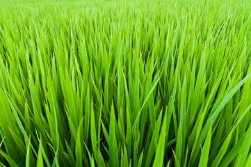 Rice seedlings