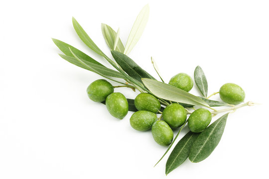 Ramo di ulivo con foglie e olive#3