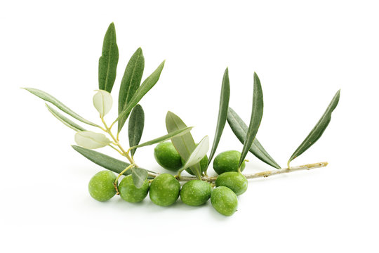 Ramo di ulivo con foglie e olive#4