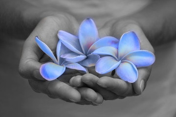 Handful of frangipanier's flowers