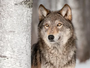 Foto auf Acrylglas Wolf Grauer Wolf (Canis lupus) schaut nach oben