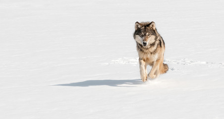 Naklejka premium Grey Wolf (Canis lupus) Runs at Viewer on Snowy Riverbed