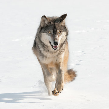 Grey Wolf (Canis lupus) Running Straight at Viewer
