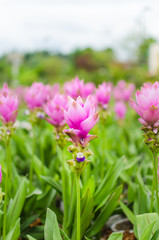Obraz premium siam tulip flower