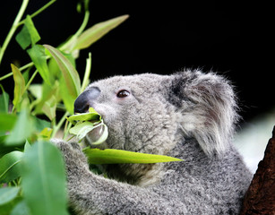 Naklejka premium koala eating eucalyptus leaves.